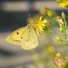 butterfly yellow