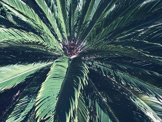 Tropical palm leaf texture