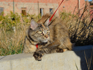 Obraz premium Maine Coon cat Giant maine coon cat. Breeding of purebred cats at home.