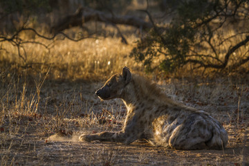 Spotted hyaena in Kruger National park, South Africa ; Specie Crocuta crocuta family of Hyaenidae
