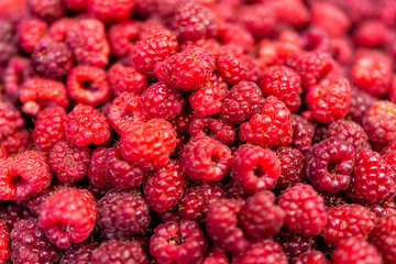 Macro closeup of fresh dark pink red garden wild raspberries healthy dessert showing detail and texture, hairs