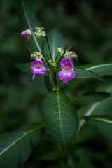 Drüsige Springkraut Bauernorchidee 
