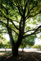 tree in the park