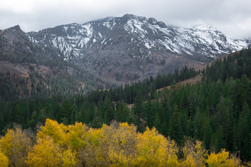 Yellow Aspen Trees in Forest at Base of Leavitt Peak - Sonora Pass Fall Colors, California