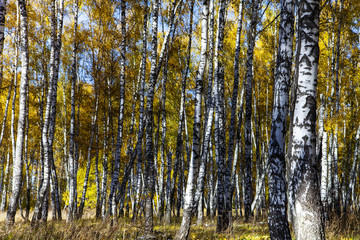 Beautiful autumn birch grove