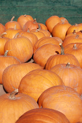 Hokkaido pumpkins on a loading vehicle