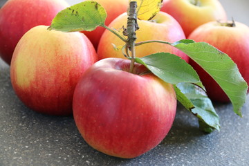 Frisch geernteten Äpfel