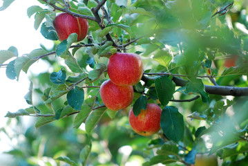ripe apple ready for harvesting