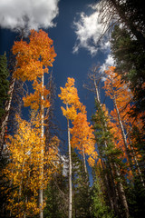 Spectacular vertical view of the autumn colored leaves and Pine Trees in Dixie National Forest in Southern Utah, USA.