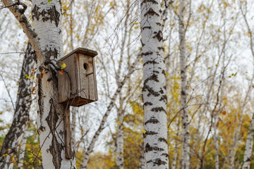Wooden birdhouse on tree in birch forest.