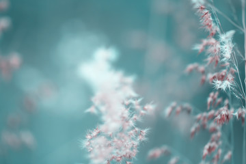 Colorful flowers grass made with gradient for background,Abstract,texture,Soft and Blurred style.postcard.