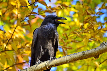 Raven with yellow leaves background