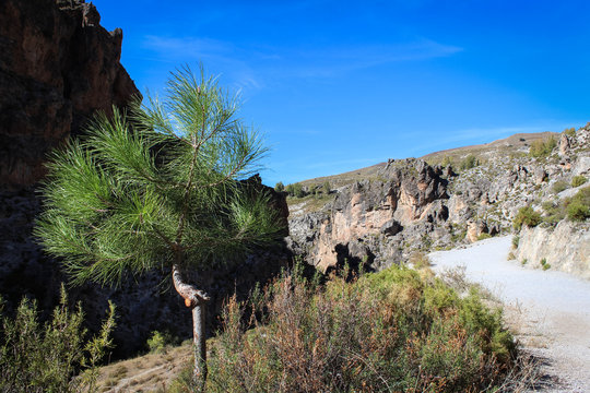karge Landschaft mit Baum , Kiefer, in den Bergen bei Monachil, Cahorros, Sierra Nevada, Spanien