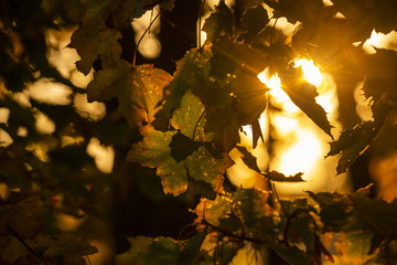 goldener Herbst Blätter im Gegenlicht 06