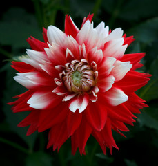 Closeup of a white red colored Dahlia Flower in a natural garden environment 