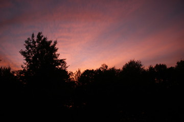 silhouette of tree at sunset