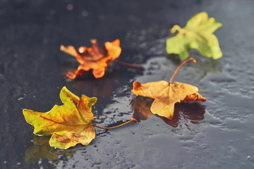 autumn leaves on a wet stone surface