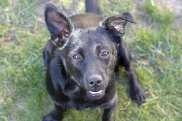 Nahaufnahme von kleinen Hund mit Schlappohr 