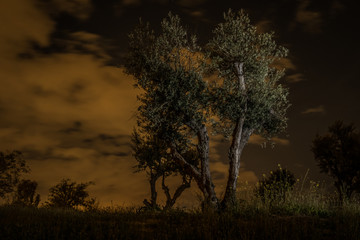 Fototapeta na wymiar realistic mood tree at night with background clouds
