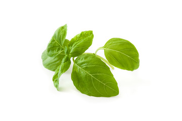 Basil leaves isolated on white background