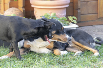 Hunde beim Spielen, Appenzeller Sennenhund mit kleinem Mischlingshund 