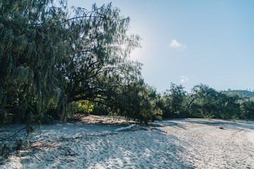 Magnetic Island, Queensland, Australia, Alma bay Tree