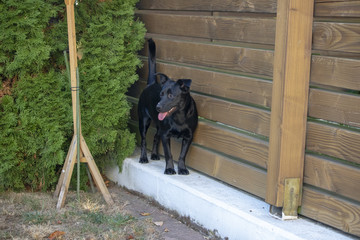 Kleiner Hund auf einer Mauer 