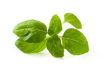 Basil leaves isolated on white background