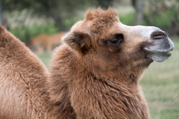 Close up of head of a two humped brown furry bactrian camel photographed at Port Lympne Safari Park in Kent, UK