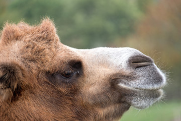 Close up of head of a two humped brown furry bactrian camel photographed at Port Lympne Safari Park in Kent, UK