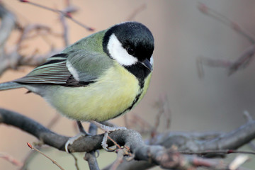 Fototapeta premium Parus major