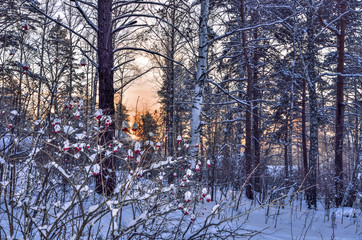 Beauty of winter nature -  frosty sunset in foresty landscape