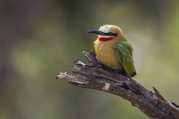 White fronted Bee eater in Kruger National park, South Africa ; Specie Merops bullockoides family of Meropidae