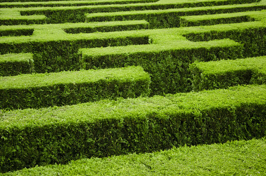Green labyrinth from a hedge.