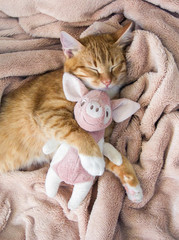 Fototapeta na wymiar red cat lies resting paw with a pink pad soft sleep
