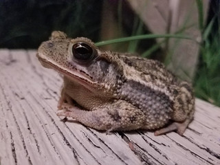 Toad sitting on the front step