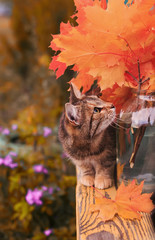 Fototapeta na wymiar beautiful striped cat in the autumn garden on a bench playing among the leaves and branches of red maple