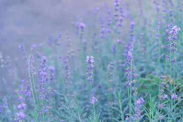 Violet lavender growing and blooming outdoors.