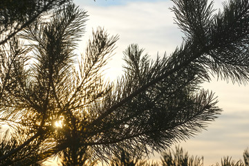 Naklejka premium image of a pine