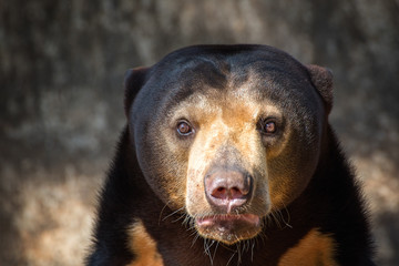 portrait of a bear