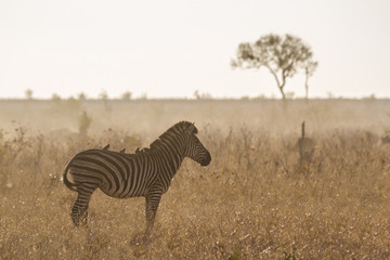 Plains zebra in Kruger National park, South Africa; Specie Equus quagga burchellii family of Equidae