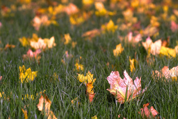 The image of an autumn leaves