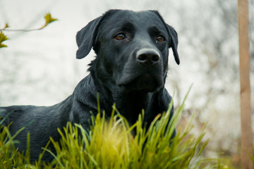 black labrador retriever on grass took the scent