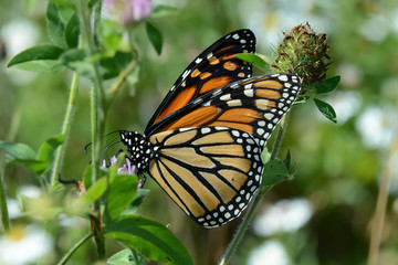 Close-Up of a Butterfly and a Flower