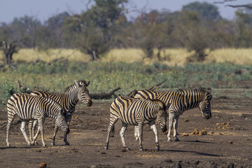 Fototapeta na wymiar Plains zebra in Kruger National park, South Africa; Specie Equus quagga burchellii family of Equidae