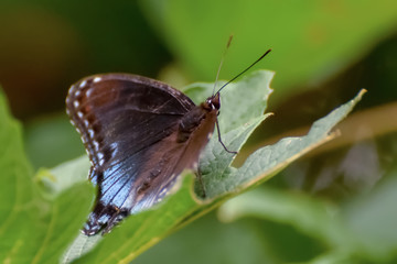 Close-Up of a Butterfly Perched on a Leaf