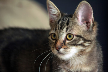 small mongrel kitten is standing and looking to the side, the head is turned along the body, big ears and an orange nose, a striped animal, background a yellowish and bluish tint,