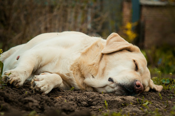 A beautiful sleeping Labrador on grass outdoor