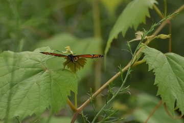 Close-Up of a Butterfly Landed on a Leaf