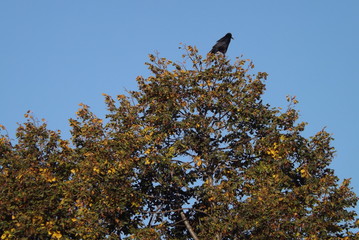 tree and blue sky